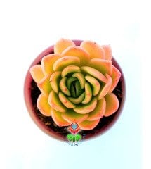 Echeveria 'Lime and Chile' 8,5 cm Saksılı Nadir Tür Renkli Sukulent
