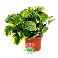 Peperomia Obtusifolia Variegata-Sarı Yeşil Parlak Yapraklı-12cm Saksıda