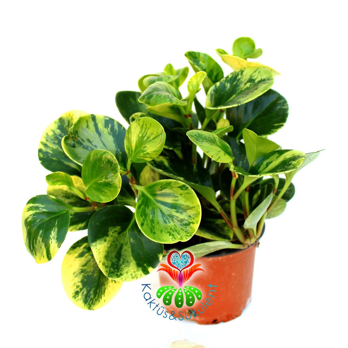 Peperomia Obtusifolia Variegata-Sarı Yeşil Parlak Yapraklı-12cm Saksıda