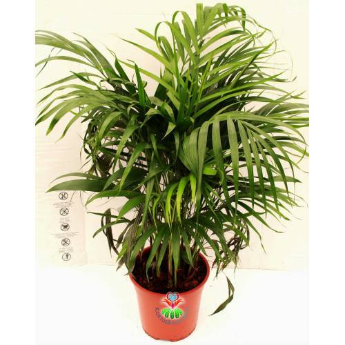 Dev Areka Çiçeği, Pozitif Enerji Kaynağı, Dypsis Lutescens- 50+ cm Boyda,Çok Dallı 15 cm Saksılı