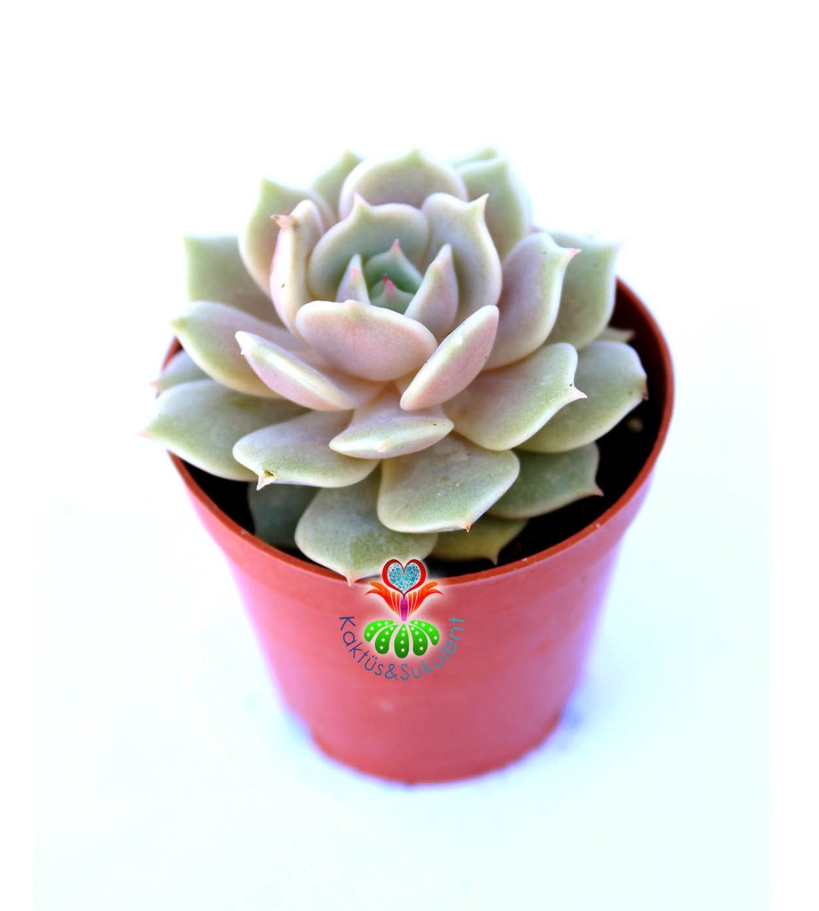 Echeveria Lola - Beyaz Renk Muhteşem Formlu - 5,5 cm saksıda Beyaz Sukulent