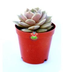 Echeveria Lola - Beyaz Renk Muhteşem Formlu - 5,5 cm saksıda Beyaz Sukulent