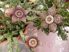 Leş Kaktüsü-Stapelia Orbea-Leopar Desenli Çiçek Açar-5,5cm Saksıda