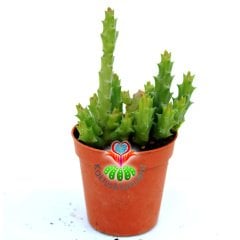 Leş Kaktüsü-Stapelia Orbea-Leopar Desenli Çiçek Açar-5,5cm Saksıda