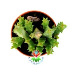 Leş Kaktüsü-Stapelia Orbea-Leopar Desenli Çiçek Açar-5,5cm Saksıda