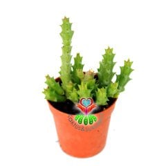 Leş Kaktüsü-Stapelia Orbea-Leopar Desenli Çiçek Açar-5,5cm Saksıda