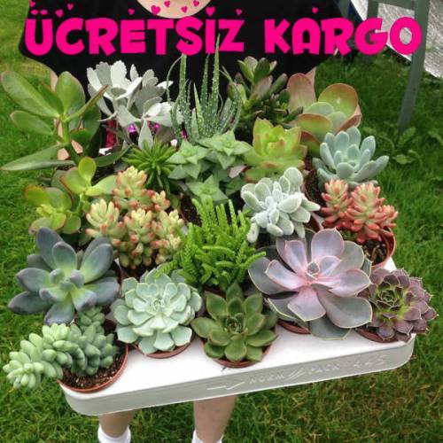 4' lü Sukulent Seti- 4 Adet Birbirinden Farklı Sukkulent Gönderilecektir-Teraryum,Mini Bahçe,Kaktüs