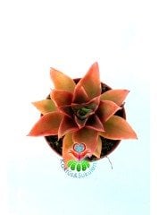 Kızıl Renk Echeveria 'Mexicano'(Mexicana) 5,5 cm Saksıda-Sert Simetrik Yapraklı