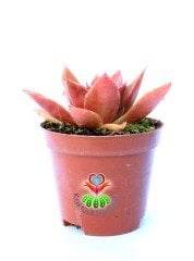 Kızıl Renk Echeveria 'Mexicano'(Mexicana) 5,5 cm Saksıda-Sert Simetrik Yapraklı