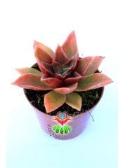Kızıl Renk Echeveria 'Mexicano'(Mexicana) 5,5 cm Saksıda-Sert Simetrik Yapraklı