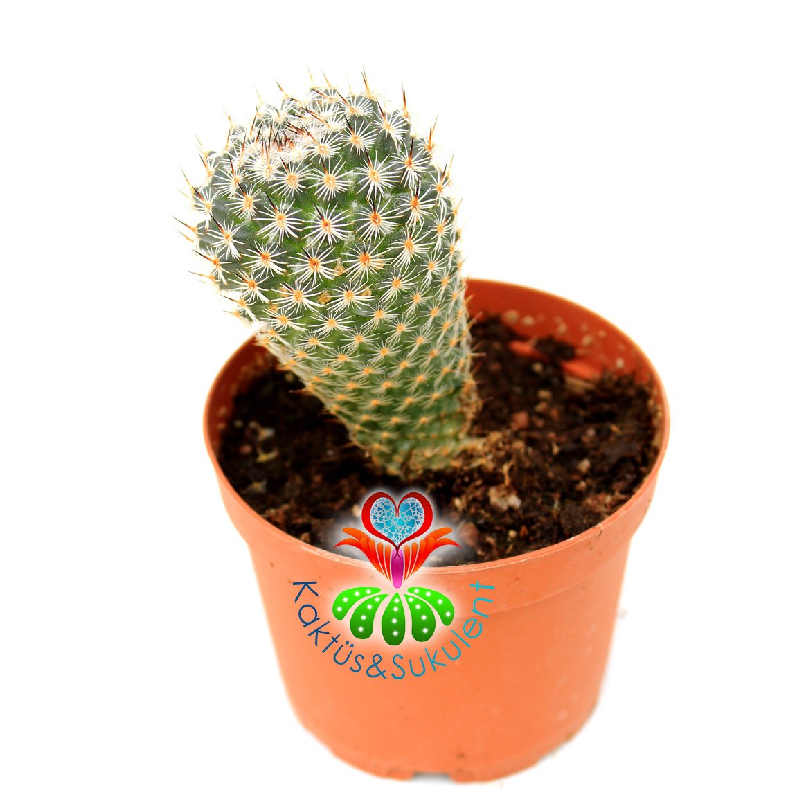 Kaktüs,Mammillaria Tlalocii-8,5 cm Saksı-Pembe Renk Çiçek Açar