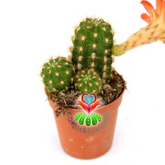 Chamaecereus Hybrid ''Red''-Koyu Turuncu-Kırmızı Renk Çiçek Açar-5,5cm Saksıda