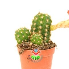 Chamaecereus Hybrid ''Red''-Koyu Turuncu-Kırmızı Renk Çiçek Açar-5,5cm Saksıda