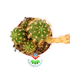 Chamaecereus Hybrid ''Red''-Koyu Turuncu-Kırmızı Renk Çiçek Açar-5,5cm Saksıda