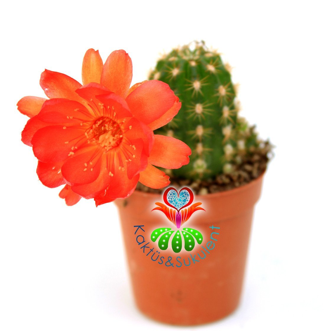 Chamaecereus Hybrid ''Red''-Koyu Turuncu-Kırmızı Renk Çiçek Açar-5,5cm Saksıda
