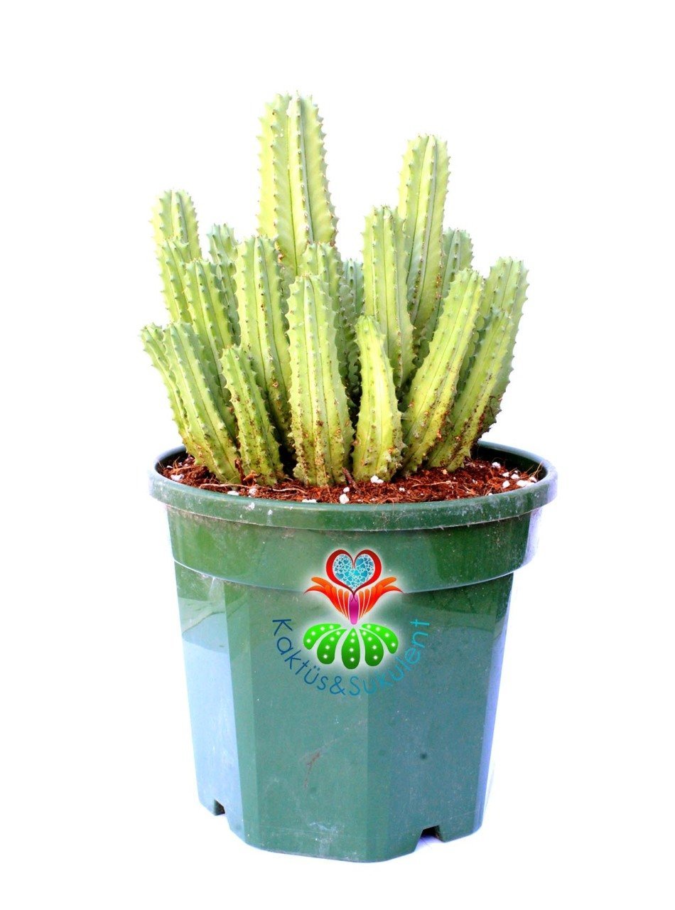 Euphorbia Anoplia-Açık Yeşil Renk Nadir Tür Kaktüs-15 cm Saksıda