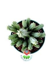 Euphorbia Anoplia-Açık Yeşil Renk Nadir Tür Kaktüs-15 cm Saksıda