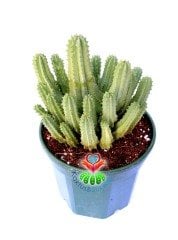 Euphorbia Anoplia-Açık Yeşil Renk Nadir Tür Kaktüs-15 cm Saksıda