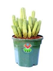 Euphorbia Anoplia-Açık Yeşil Renk Nadir Tür Kaktüs-15 cm Saksıda