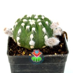 Kokulu Çiçek Açan Kaktüs-Echinopsis Subdenudata-8,5 cm Saksıda