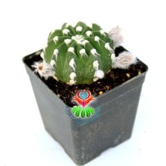 Kokulu Çiçek Açan Kaktüs-Echinopsis Subdenudata-8,5 cm Saksıda
