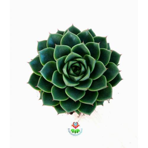 Sukulent, Echeveria Green Gollum -Mükemmel Formlu ve Renkli- 8,5 cm Saksıda- Teraryum,Kaktüs