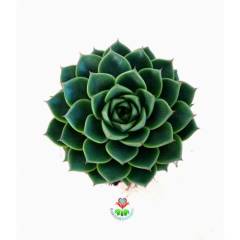 Sukulent, Echeveria Green Gollum -Mükemmel Formlu ve Renkli- 8,5 cm Saksıda- Teraryum,Kaktüs