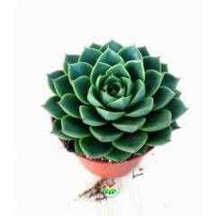 Sukulent, Echeveria Green Gollum -Mükemmel Formlu ve Renkli- 8,5 cm Saksıda- Teraryum,Kaktüs