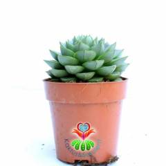 Sukulent, Echeveria Green Gollum -Mükemmel Formlu ve Renkli- 8,5 cm Saksıda- Teraryum,Kaktüs