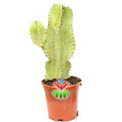 Şamdan Ağacı-Büyük Boy Kaktüs Euphorbia Ingens Variegata-15cm Saksıda 40cm Uzunluk