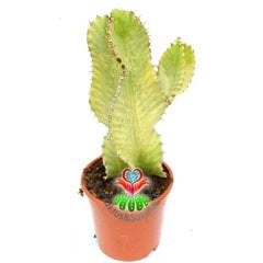 Şamdan Ağacı-Büyük Boy Kaktüs Euphorbia Ingens Variegata-15cm Saksıda 40cm Uzunluk