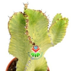 Şamdan Ağacı-Büyük Boy Kaktüs Euphorbia Ingens Variegata-15cm Saksıda 40cm Uzunluk