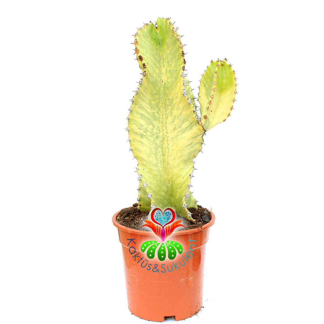 Şamdan Ağacı-Büyük Boy Kaktüs Euphorbia Ingens Variegata-15cm Saksıda 40cm Uzunluk