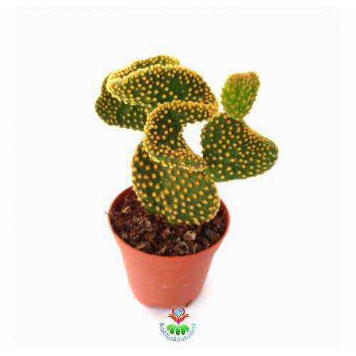 Sıradışı Tavşan Kaktüs,Opuntia Microdasys Cristata-Kıvrımlı-8,5 cm Saksı Dolusu-Teraryum,Sukulent