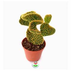 Sıradışı Tavşan Kaktüs,Opuntia Microdasys Cristata-Kıvrımlı-8,5 cm Saksı Dolusu-Teraryum,Sukulent