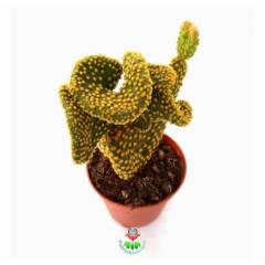 Sıradışı Tavşan Kaktüs,Opuntia Microdasys Cristata-Kıvrımlı-8,5 cm Saksı Dolusu-Teraryum,Sukulent