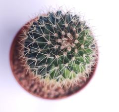 Mammillaria Polythele Variegata-Nadir Tür-8 cm Saksıda Nadir Tür