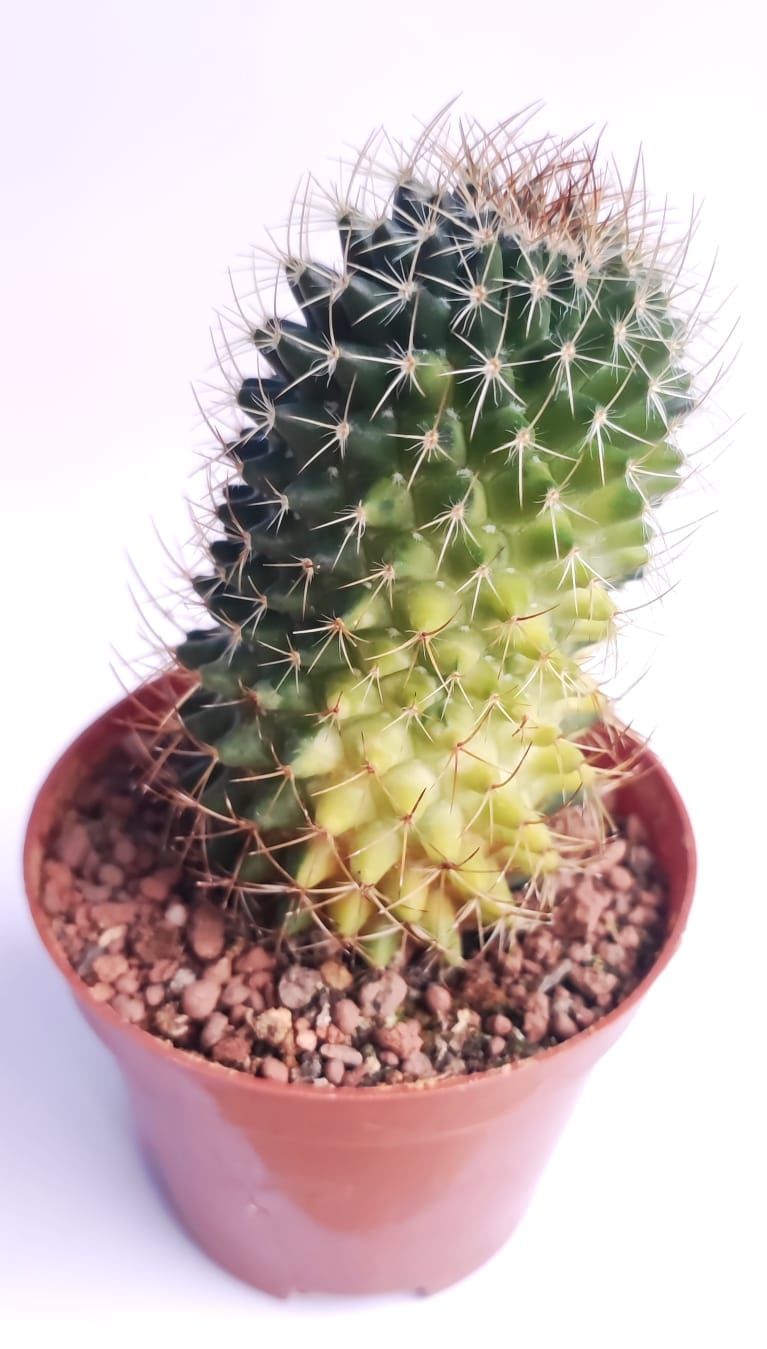 Mammillaria Polythele Variegata-Nadir Tür-8 cm Saksıda Nadir Tür