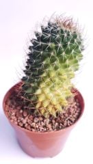 Mammillaria Polythele Variegata-Nadir Tür-8 cm Saksıda Nadir Tür