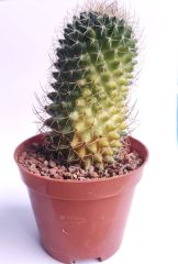 Mammillaria Polythele Variegata-Nadir Tür-8 cm Saksıda Nadir Tür