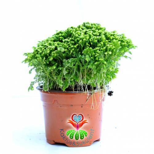 Selaginella Moellendorfii ''Jori''-Parlak Yeşil Yapraklı-10 cm Saksıda-Teraryum Aranjmanlar İçin İdeal
