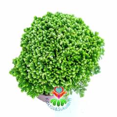 Selaginella Moellendorfii ''Jori''-Parlak Yeşil Yapraklı-10 cm Saksıda-Teraryum Aranjmanlar İçin İdeal