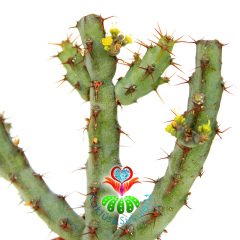 Minyatür Saguaro Kaktüsü-Euphorbia Aeruginosa -Mini Sarı Çiçek Açar- 5,5 cm Saksıda-Kaktüs