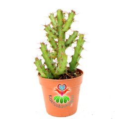 Minyatür Saguaro Kaktüsü-Euphorbia Aeruginosa -Mini Sarı Çiçek Açar- 5,5 cm Saksıda-Kaktüs