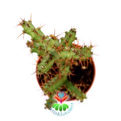 Minyatür Saguaro Kaktüsü-Euphorbia Aeruginosa -Mini Sarı Çiçek Açar- 5,5 cm Saksıda-Kaktüs