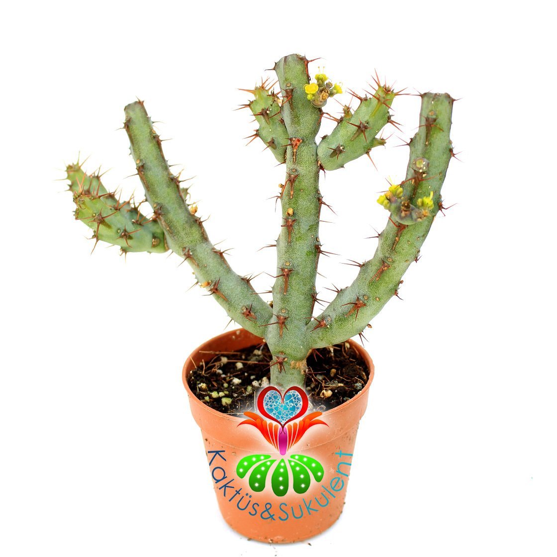 Minyatür Saguaro Kaktüsü-Euphorbia Aeruginosa -Mini Sarı Çiçek Açar- 5,5 cm Saksıda-Kaktüs