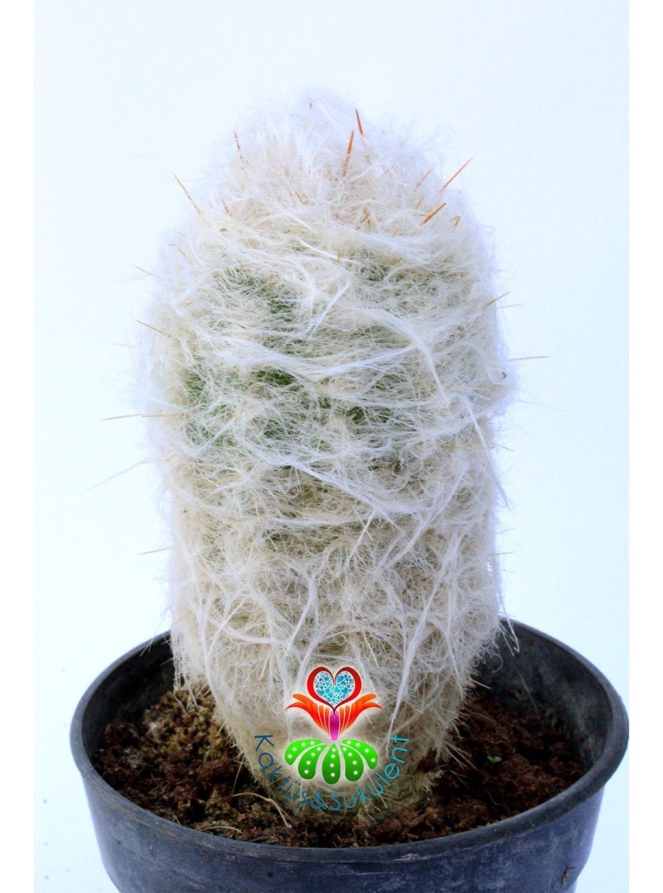 Filozof Başı Kaktüs, Cephalocereus Senilis-Yaşlı Adam Kaktüsü-1.Sınıf- 8,5 cm saksıda-Sukulent