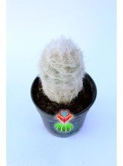 Filozof Başı Kaktüs, Cephalocereus Senilis-Yaşlı Adam Kaktüsü-1.Sınıf- 8,5 cm saksıda-Sukulent