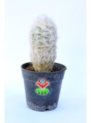 Filozof Başı Kaktüs, Cephalocereus Senilis-Yaşlı Adam Kaktüsü-1.Sınıf- 8,5 cm saksıda-Sukulent