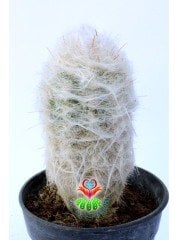 Filozof Başı Kaktüs, Cephalocereus Senilis-Yaşlı Adam Kaktüsü-1.Sınıf- 8,5 cm saksıda-Sukulent